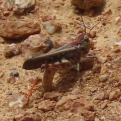 Austroicetes pusilla at QPRC LGA - 23 Jan 2024