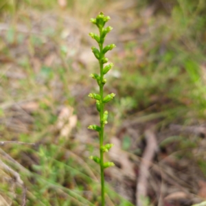 Microtis parviflora at QPRC LGA - 23 Jan 2024