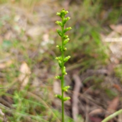 Microtis parviflora at QPRC LGA - suppressed