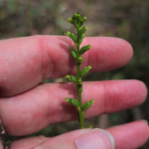 Microtis parviflora at QPRC LGA - suppressed