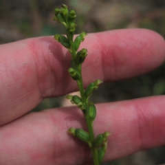 Microtis parviflora at QPRC LGA - 23 Jan 2024