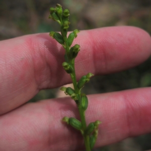 Microtis parviflora at QPRC LGA - suppressed