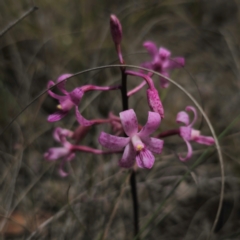 Dipodium roseum (Rosy Hyacinth Orchid) at QPRC LGA - 23 Jan 2024 by Csteele4