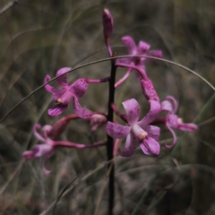 Dipodium roseum at QPRC LGA - suppressed