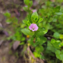 Gratiola peruviana (Australian Brooklime) at QPRC LGA - 23 Jan 2024 by Csteele4