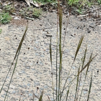 Bothriochloa macra (Red Grass, Red-leg Grass) at Kambah, ACT - 19 Jan 2024 by galah681