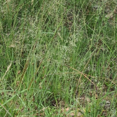 Eragrostis curvula (African Lovegrass) at Kambah, ACT - 19 Jan 2024 by galah681