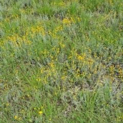 Chrysocephalum apiculatum (Common Everlasting) at Kambah, ACT - 19 Jan 2024 by galah681