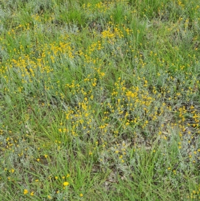 Chrysocephalum apiculatum (Common Everlasting) at Little Taylor Grassland (LTG) - 20 Jan 2024 by galah681