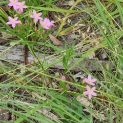 Centaurium erythraea (Common Centaury) at Little Taylor Grasslands - 19 Jan 2024 by galah681