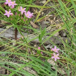 Centaurium erythraea at Little Taylor Grassland (LTG) - 20 Jan 2024