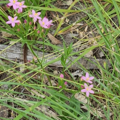 Centaurium erythraea (Common Centaury) at Little Taylor Grasslands - 20 Jan 2024 by galah681