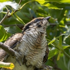 Eudynamys orientalis (Pacific Koel) at Symonston, ACT - 23 Jan 2024 by rawshorty