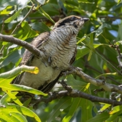 Eudynamys orientalis at Symonston, ACT - 23 Jan 2024