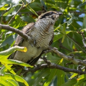 Eudynamys orientalis at Symonston, ACT - 23 Jan 2024