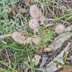 Trifolium arvense (Haresfoot Clover) at Kambah, ACT - 19 Jan 2024 by galah681