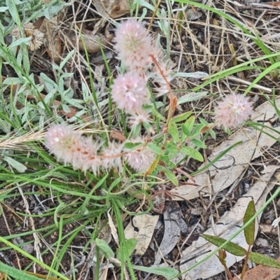 Trifolium arvense (Haresfoot Clover) at Little Taylor Grassland (LTG) - 19 Jan 2024 by galah681
