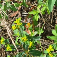 Euphorbia oblongata (Egg-leaf Spurge) at Kambah, ACT - 19 Jan 2024 by galah681