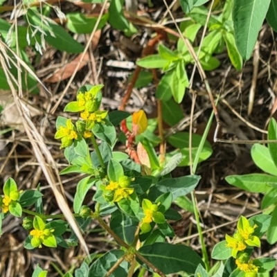 Euphorbia oblongata (Egg-leaf Spurge) at Little Taylor Grasslands - 19 Jan 2024 by galah681