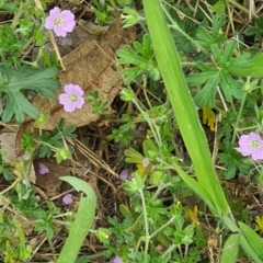 Geranium solanderi var. solanderi (Native Geranium) at Kambah, ACT - 19 Jan 2024 by galah681