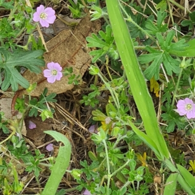 Geranium solanderi var. solanderi (Native Geranium) at Kambah, ACT - 19 Jan 2024 by galah681