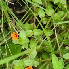 Lysimachia arvensis (Scarlet Pimpernel) at Little Taylor Grasslands - 20 Jan 2024 by galah681