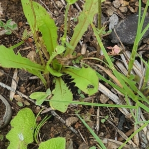 Formicidae (family) at Little Taylor Grassland (LTG) - 20 Jan 2024