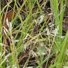Aira caryophyllea (Silvery Hair-Grass) at Kambah, ACT - 19 Jan 2024 by galah681