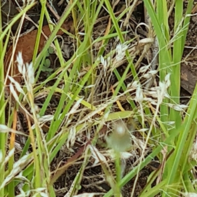 Aira caryophyllea (Silvery Hair-Grass) at Little Taylor Grassland (LTG) - 19 Jan 2024 by galah681