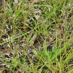 Aira caryophyllea at Little Taylor Grassland (LTG) - 20 Jan 2024