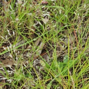 Aira caryophyllea at Little Taylor Grassland (LTG) - 20 Jan 2024