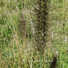 Cenchrus purpurascens at Googong Foreshore - 23 Jan 2024