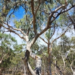Eucalyptus mannifera subsp. mannifera (Brittle Gum) at Googong Foreshore - 23 Jan 2024 by Steve818