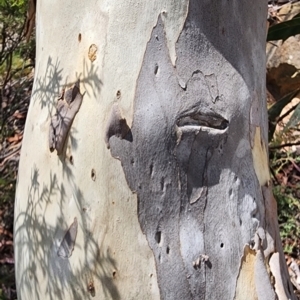 Eucalyptus mannifera subsp. mannifera at Googong Foreshore - 23 Jan 2024