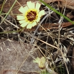 Tolpis barbata (Yellow Hawkweed) at Kambah, ACT - 19 Jan 2024 by galah681