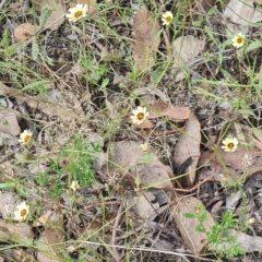 Tolpis barbata at Little Taylor Grassland (LTG) - 20 Jan 2024 10:43 AM