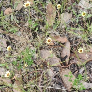 Tolpis barbata at Little Taylor Grassland (LTG) - 20 Jan 2024 10:43 AM