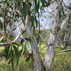 Eucalyptus pauciflora subsp. pauciflora (White Sally, Snow Gum) at Burra, NSW - 23 Jan 2024 by Steve818