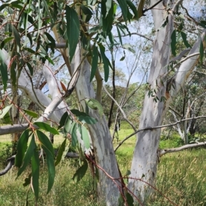 Eucalyptus pauciflora subsp. pauciflora at QPRC LGA - 23 Jan 2024