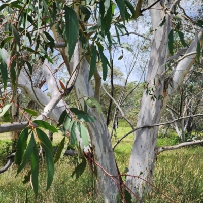 Eucalyptus pauciflora subsp. pauciflora (White Sally, Snow Gum) at Googong Foreshore - 23 Jan 2024 by Steve818