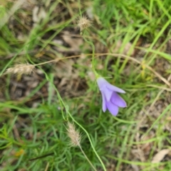 Wahlenbergia stricta subsp. stricta (Tall Bluebell) at Little Taylor Grasslands - 20 Jan 2024 by galah681