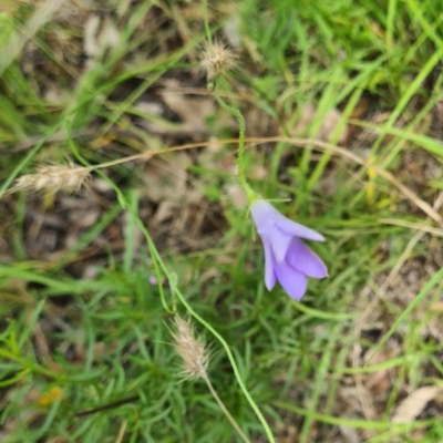 Wahlenbergia stricta subsp. stricta (Tall Bluebell) at Kambah, ACT - 19 Jan 2024 by galah681