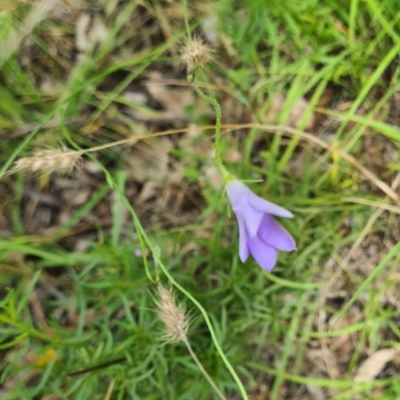 Wahlenbergia stricta subsp. stricta (Tall Bluebell) at Little Taylor Grasslands - 20 Jan 2024 by galah681