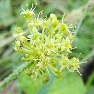 Hydrocotyle laxiflora at Googong Foreshore - 23 Jan 2024