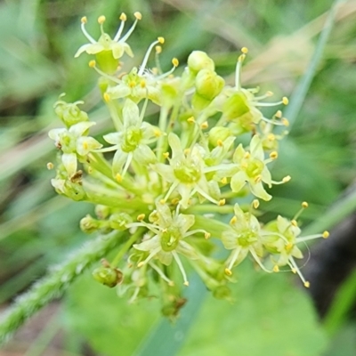 Hydrocotyle laxiflora (Stinking Pennywort) at Burra, NSW - 23 Jan 2024 by Steve818