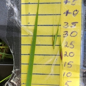 Microlaena stipoides at QPRC LGA - 23 Jan 2024 01:04 PM