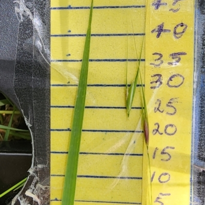 Microlaena stipoides (Weeping Grass) at QPRC LGA - 23 Jan 2024 by Steve818