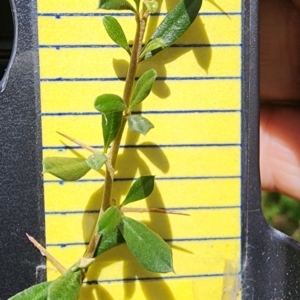 Bursaria spinosa subsp. lasiophylla at QPRC LGA - 23 Jan 2024