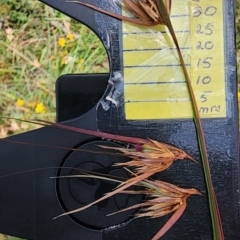 Themeda triandra (Kangaroo Grass) at QPRC LGA - 23 Jan 2024 by Steve818