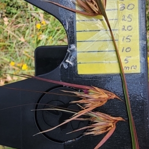 Themeda triandra at QPRC LGA - 23 Jan 2024